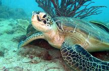 Freediver advanced (start at Koh Chang)