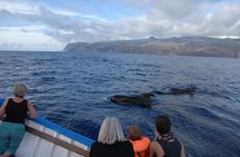 Whalewatching La Gomera