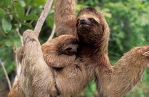 Manuel Antonio National park, PRIVATE day tour from jaco