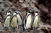 Ballestas Islands Group Tour from San Martin Port