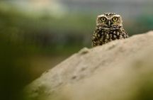 Pantanos de Villa Wildlife Refuge Tour in Lima