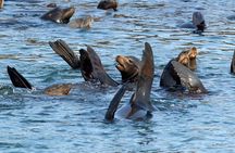 Swimming with Sea Lions in Lima