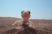 Living Dunes Experience from Swakopmund