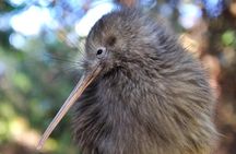 Rotorua and Waitomo Caves Day Trip from Auckland -Smaller Groups 