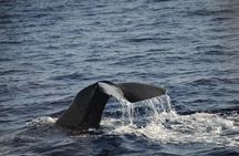 Waitukubuli Dolphin and Whale Watch in Dominica