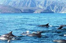 Musandam Khasab Day Trip From Ras Al Khaimah