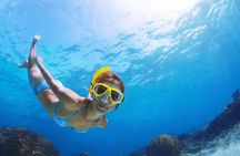 Exclusive Snorkeling Trip Guided by Marine Biology Specialist 