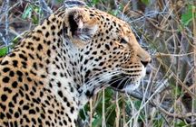 Kruger National Park Morning Game Drive from Hazyview