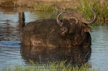 Kruger National Park Full-Day Safari from Hazyview