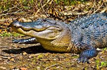 New Orleans Large Airboat Swamp Tour