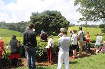 Private Day Trip to Kiambethu Tea Farm in Limuru from Nairobi