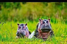 Day tour to Hell's Gate National park and optional Boat ride on lake Naivasha
