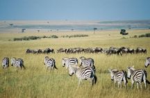 4 Days Group Joining Budget Safari To Masai Mara And Lake Nakuru National Park
