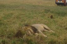 4 days group joining budget safari to Maasai Mara only