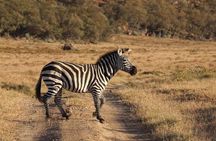 4 Days Small Group Maasai Mara and Lake Nakuru Safari 