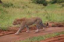 4 days group joining budget safari to Maasai Mara only