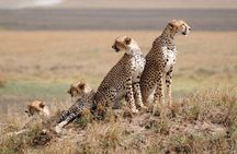 8 Days Group Masai Mara, Manyara , Serengeti and Ngorongoro