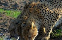 Private 3 Day Tsavo East Safari from Mombasa