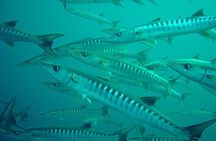 Dive Trip to Phi Phi from Phuket for certified divers