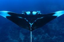 Full-Day Koh Bon Scuba Diving from Phuket