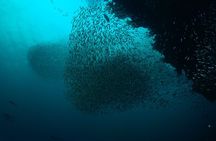 Full-Day Koh Bon Scuba Diving from Phuket