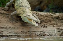 Crocodile Safari - Tarcoles River