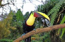 Bird Watching Near the Arenal Volcano
