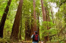 Redwoods of Marin and Mt. Tamalpais Walking Tour with Local Guide