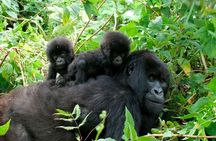 3 Days Bwindi Gorilla Trekking tour