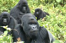 5 Day Rwanda gorilla and Lake Kivu Safari
