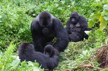 3 Day Bwindi gorilla flying in safari
