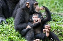 6 Days Bwindi Gorilla Kibale and Murchison falls Safari