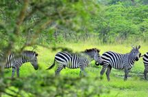 1 Day Lake Mburo Tour from Kampala