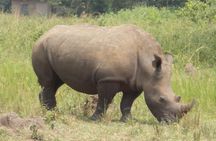 1 Day ziwa Rhino tracking trip