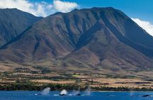 Whale Watching from Lahaina Harbor