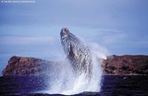 Whalewatch Sail from Lahaina