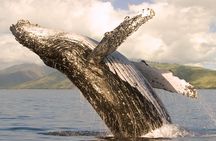 Deluxe Whale Watching Sail on Maui