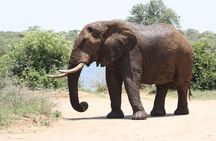 Kruger National Park Full Day Game Drive