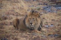 Kruger National Park Full Day Game Drive