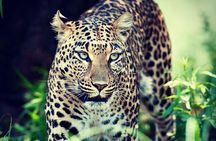 Kruger National Park Half Day Game Drive