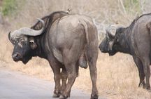 Kruger National Park One Day Safari from Johannesburg