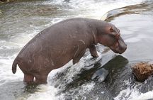 Kruger National Park One Day Safari from Johannesburg