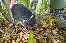 Guided Truffle Hunt Istria