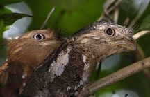 Kerala Bird Watching Tour