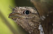 Kerala Bird Watching Tour