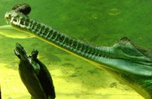 Private Madras Crocodile Bank Tour from Mahabalipuram