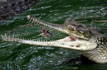 Private Madras Crocodile Bank Tour from Mahabalipuram