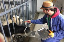Wolong Panda Base Volunteering Program from Chengdu