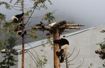 Wolong Panda Base Volunteering Program from Chengdu