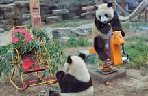 Private Day Tour: Chengdu Panda and Leshan Buddha